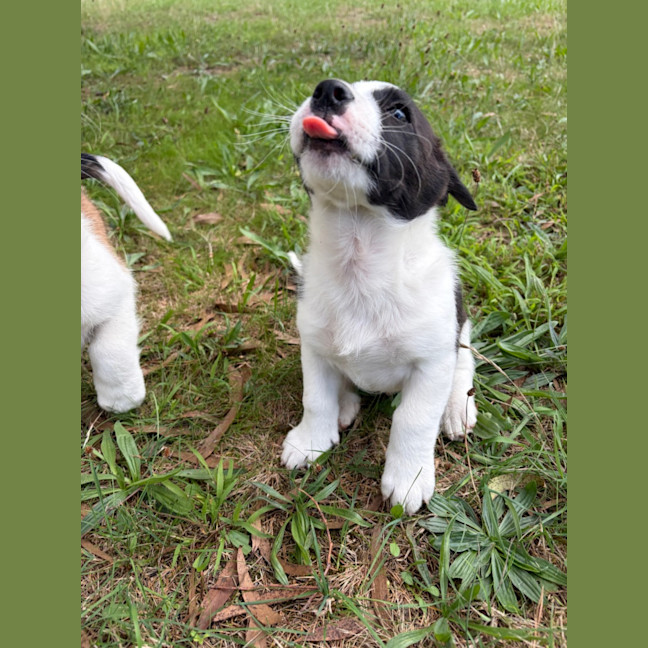 Photo of Cinnamon Satin