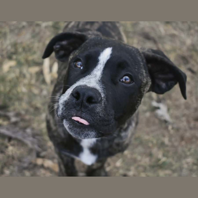 Photo of Diesel