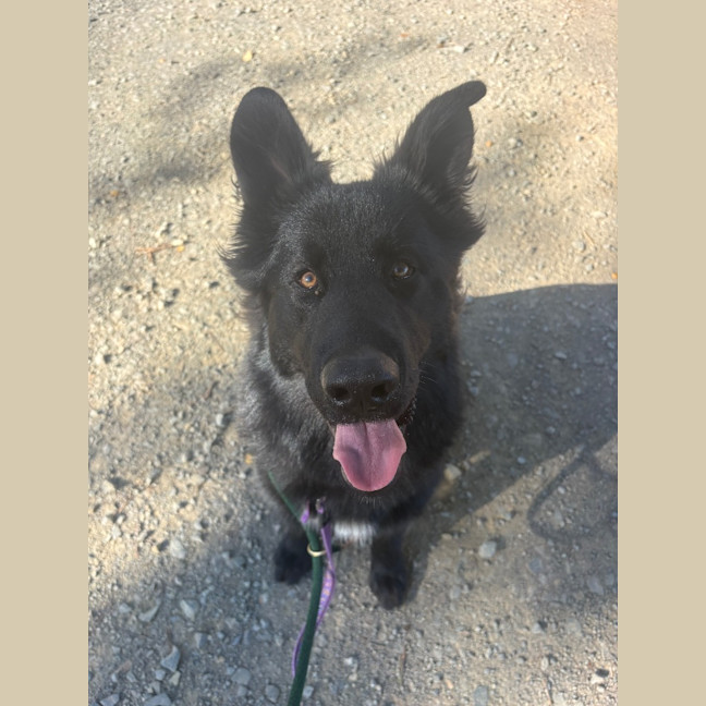 Photo of Bear