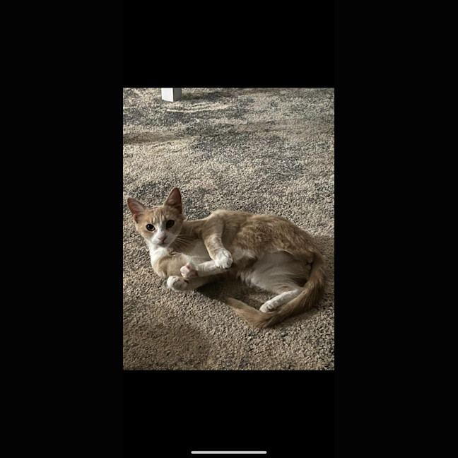 Photo of Callie