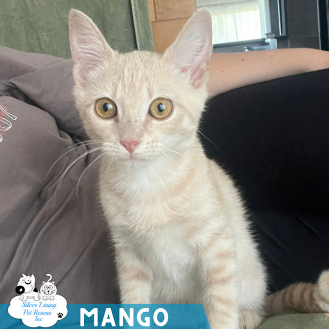 Photo of Mango 