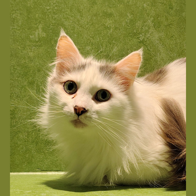 Photo of Bon