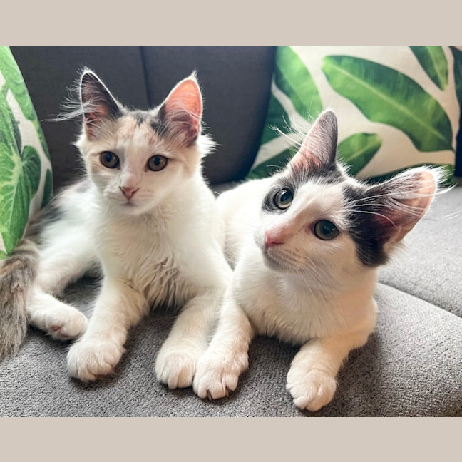 Photo of Maple & Misty 