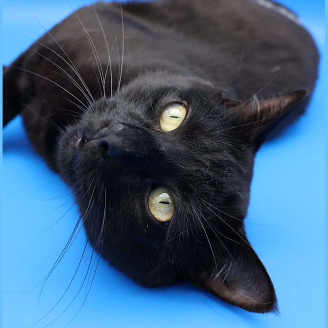 Photo of Patch   Available Pet Quarters Tuggerah
