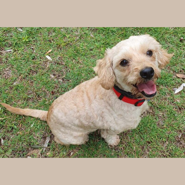 Photo of Latte