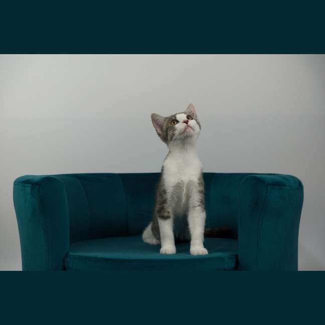 Photo of Toby