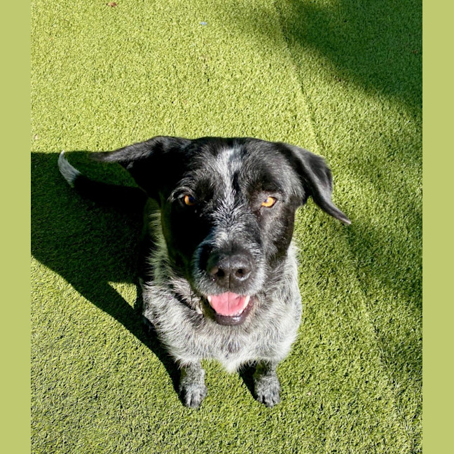 Photo of D1023 Shadow 