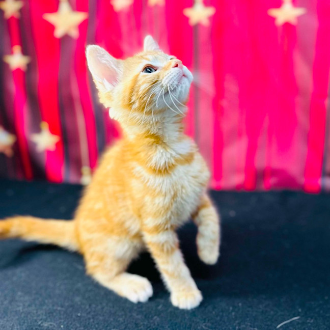 Photo of Tigger (Located In Preston)