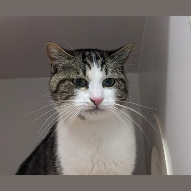 Photo of Maverick