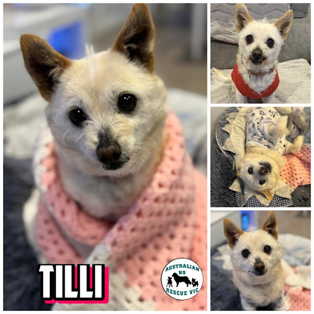 Photo of Tilli 