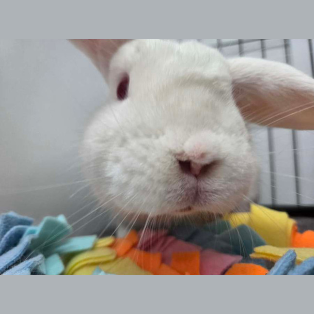 Photo of Bunny Boy