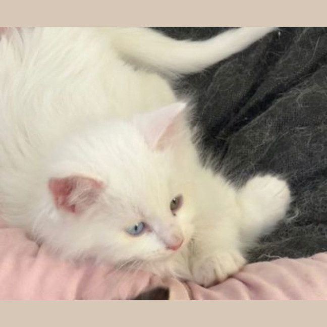 Photo of Otis