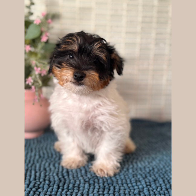 Photo of Freddie