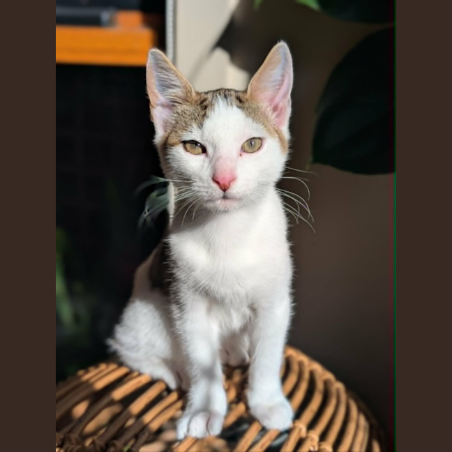 Photo of Nando   In Foster Care In Westmeadows