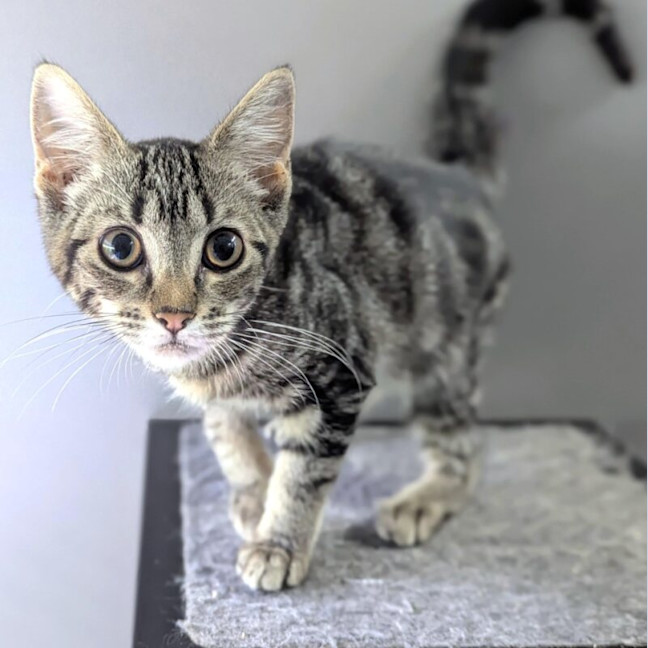 Photo of Piper
