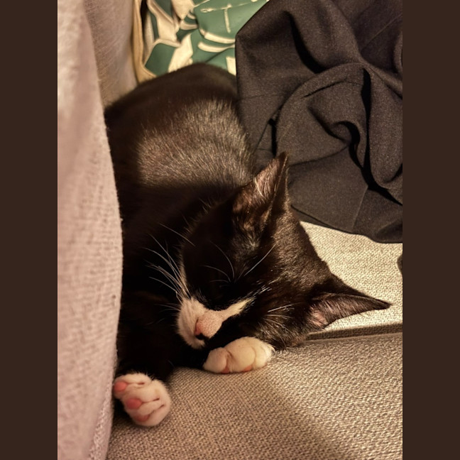Photo of Domino