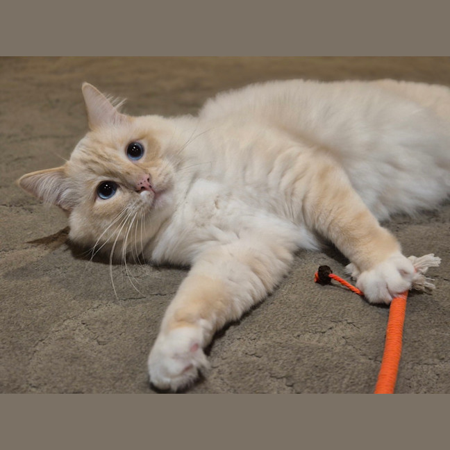 Photo of Chonk Norris