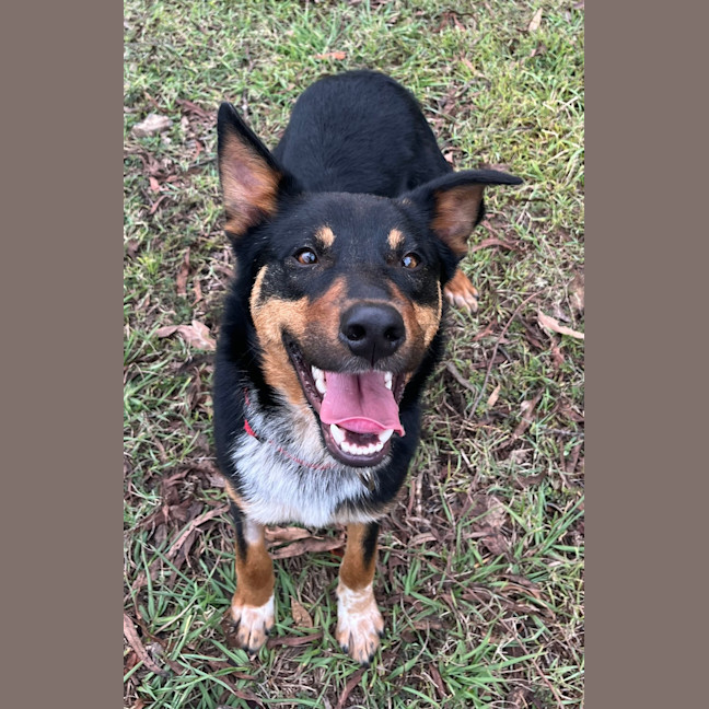 Photo of Benji