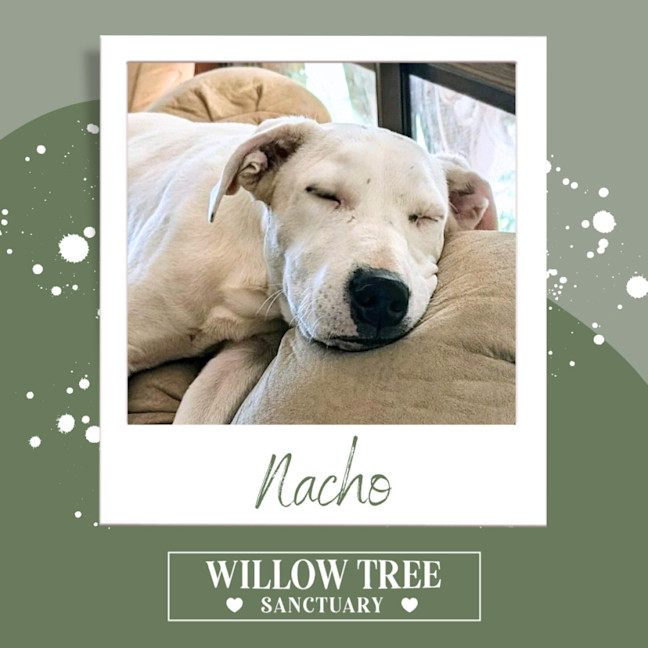 Photo of Nacho