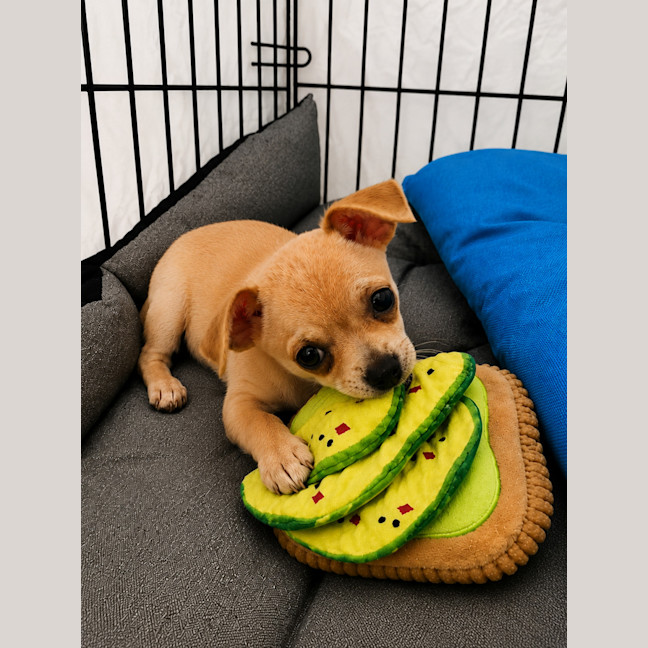 Photo of Milo