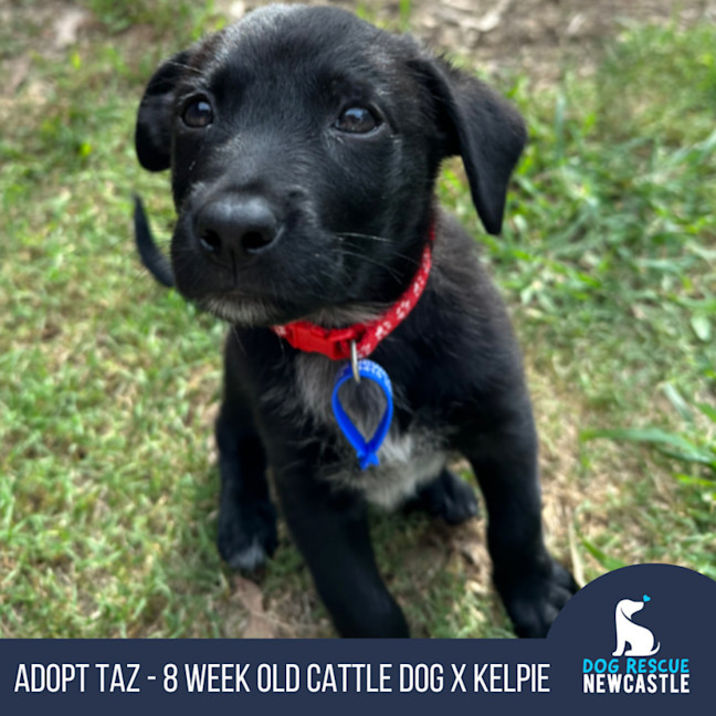 Photo of Taz   8 Week Old Cattle Dog X Kelpie