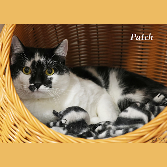 Photo of Patch