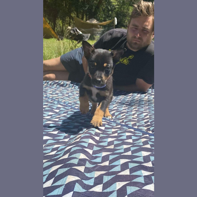 Photo of Jammy   8 Week Old Kelpie X (Trial)