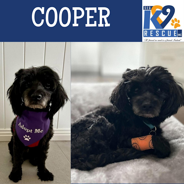 Photo of Cooper