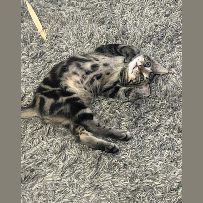 Photo of Louie
