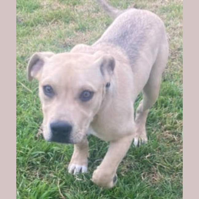 Photo of Zayne ~ 4 Month Old Male Staffy X