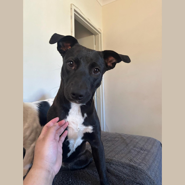 Photo of Oreo