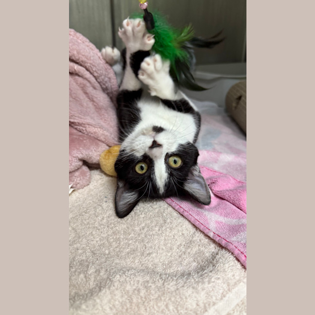 Photo of Apollo