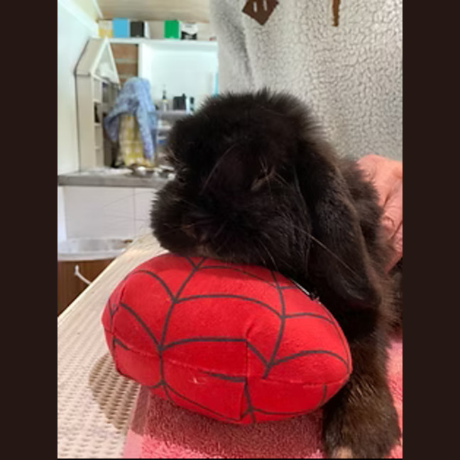Photo of Berry
