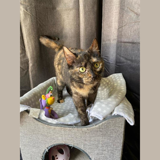 Photo of Tilly