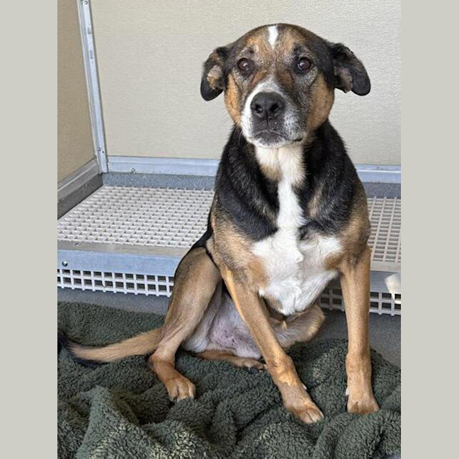 Photo of Brownie
