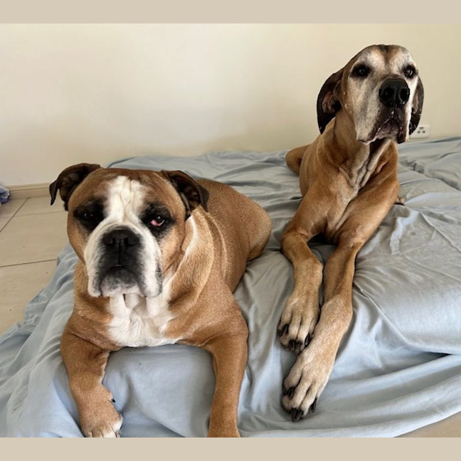 Photo of Humphrey And Louie