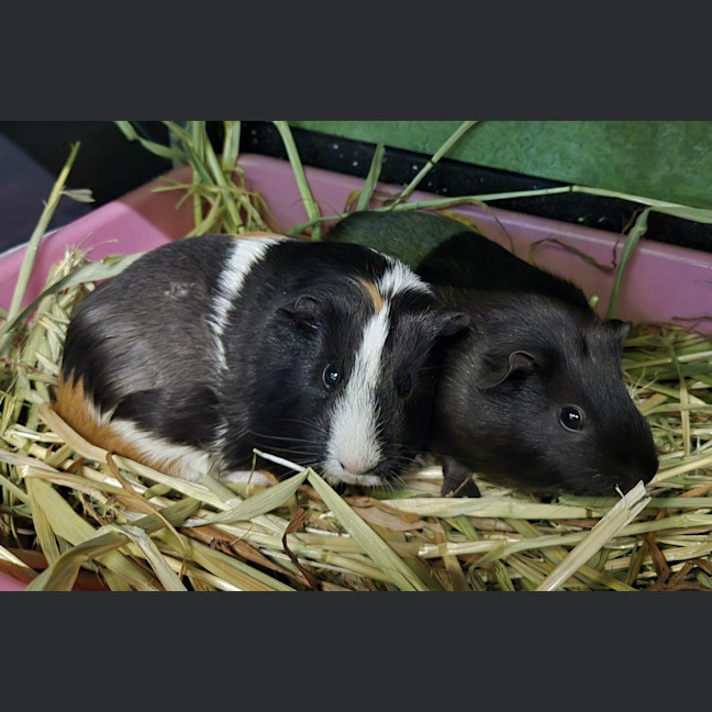 Photo of Isabella (Bonded With Alexandria)