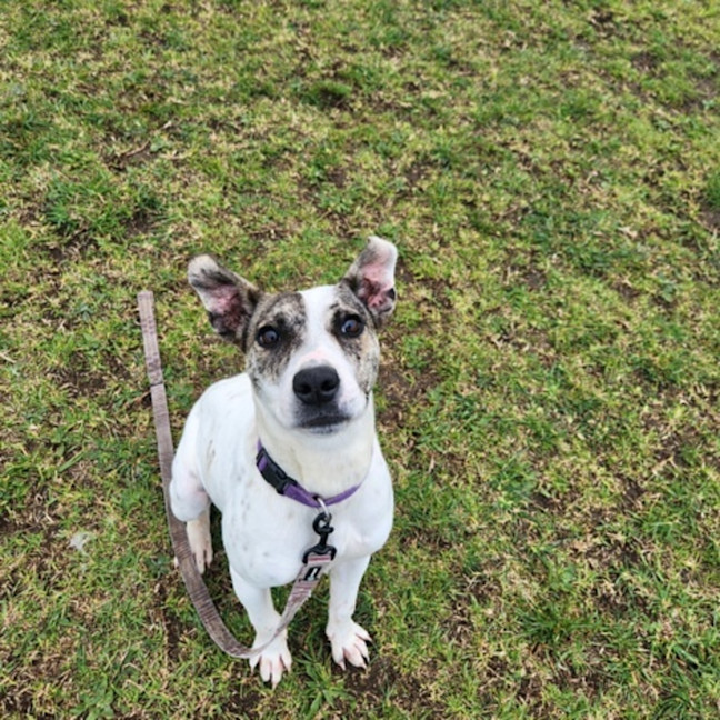 Photo of Cracker (66477)