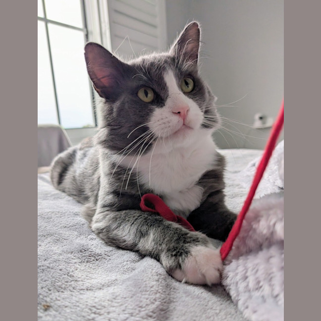 Photo of Pickles