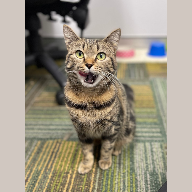 Photo of Tigger
