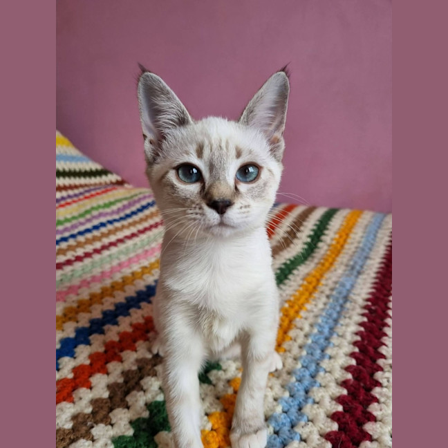 Photo of Ceres 
