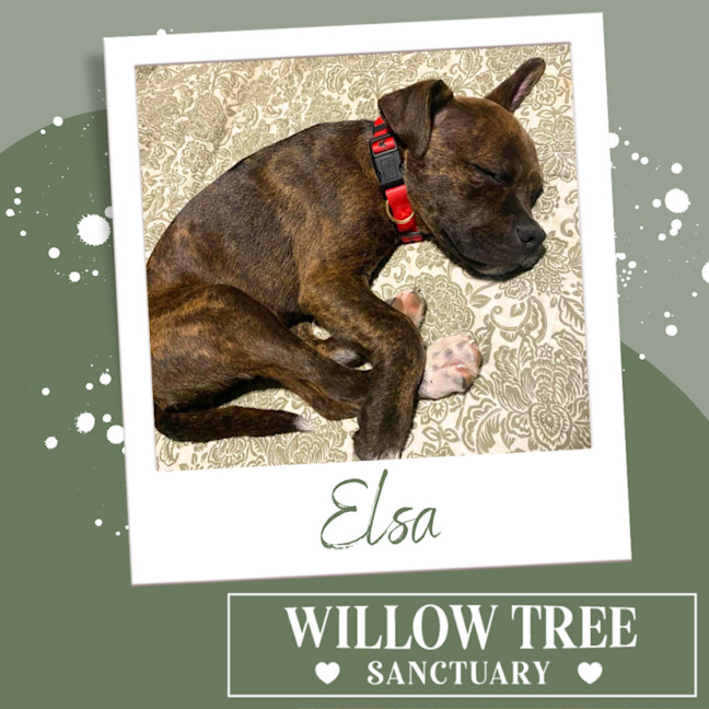 Photo of Elsa