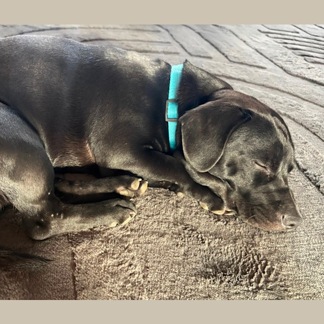 Photo of Rusty   11 Month Old Dachshund X