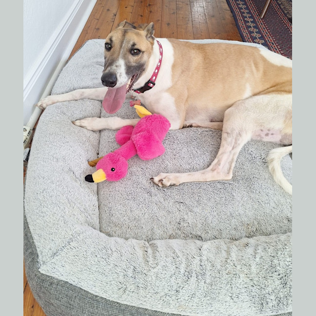 Photo of Billy, The Greyhound