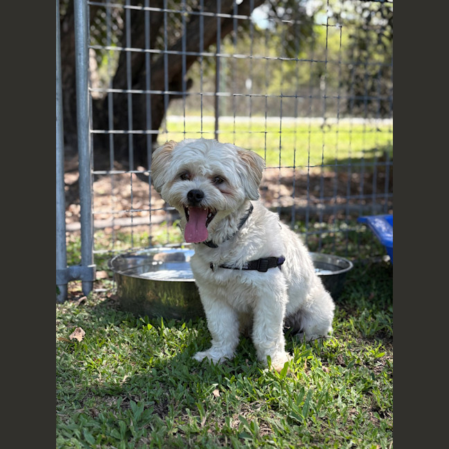 Photo of Thor (Previously Ziya)