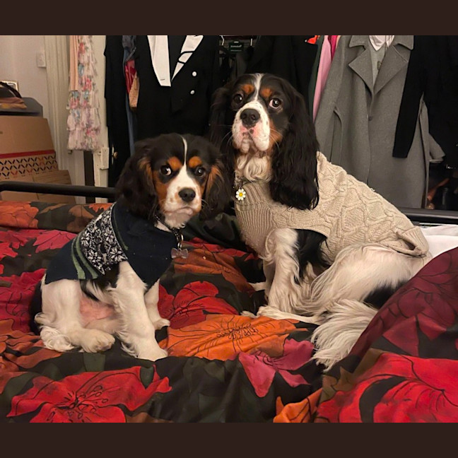 Photo of Daisy & Duke