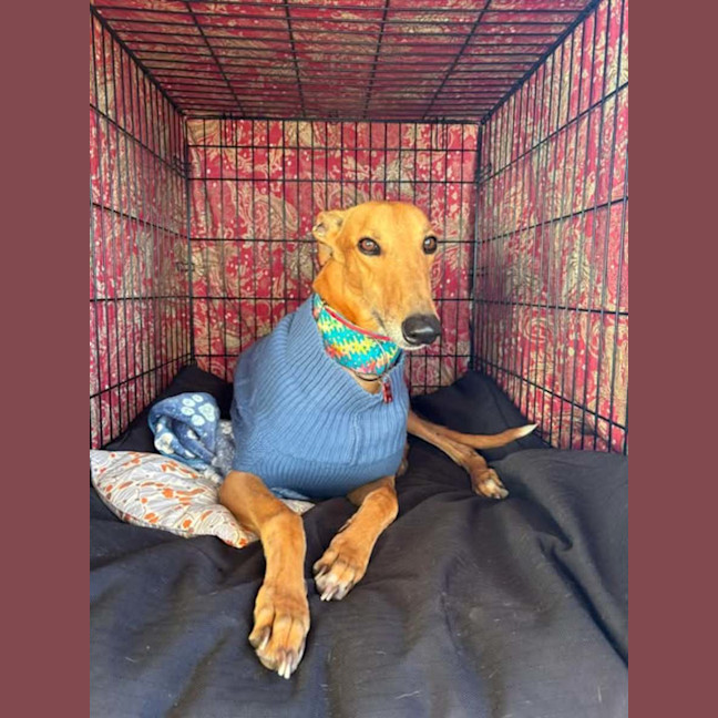 Photo of Arnold, The Greyhound