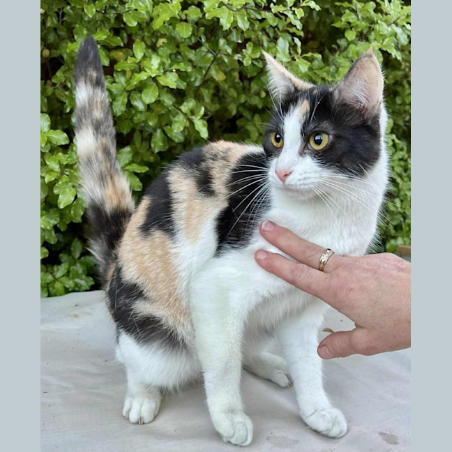 Photo of Halle  Berry  * 9 Lives Project Rescue*