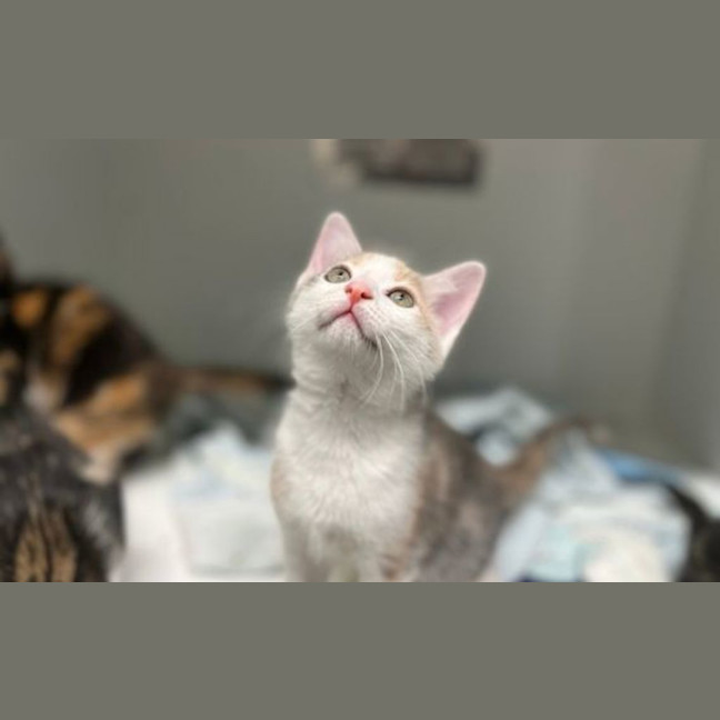 Photo of Mango