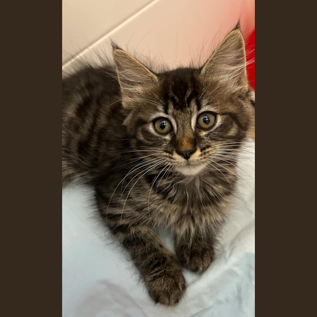 Photo of Marshmallow 